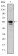 RUNX1 Primary Antibody MP30192 [M2B5]