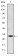 MSX1 Primary Antibody MP30197 [M5D11]