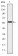 CRKL Primary Antibody MP30231 [M5E12]