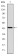PINCH Primary Antibody MP30241 [M5G7]