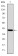 ITK Primary Antibody MP30244 [M5G6]