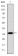 AIF Primary Antibody MP30245 [M4E7]