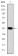c-Jun Primary Antibody MP30246 [M5B1]