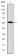 LMNA Primary Antibody MP30247 [M4E7]