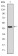 C-CBL Primary Antibody MP30250 [M3B12]