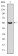 PRK2 Primary Antibody MP30252 [M1D1]