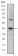 c-Jun Primary Antibody MP30254 [M4H9]