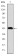 c-Jun Primary Antibody MP30254 [M4H9]