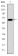 PSMB8 Primary Antibody MP30255 [M1A5]