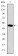 CRK Primary Antibody MP30256 [M3G11C1]