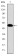 CRK Primary Antibody MP30257 [M3G11E8]
