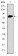 MCM2 Primary Antibody MP30260 [M2B3]