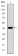MAPK3 Primary Antibody MP30261 [M1E5]