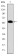 PHB Primary Antibody MP30264 [M5H7]
