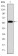 FGG Primary Antibody MP30267 [M5A6]