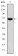 FOXP2 Primary Antibody MP30269 [M5C11A2]