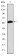 JUP Primary Antibody MP30270 [M4C12]