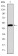 HFE Primary Antibody MP30272 [M3F1]
