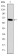 MAP3K2 Primary Antibody MP30273 [M4B4]
