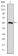 CCT2 Primary Antibody MP30274 [M5B5C4]