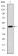TNNI2 Primary Antibody MP30276 [M2F12A11]