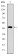 TNNI2 Primary Antibody MP30278 [M2F12A8]