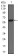 CK5 Primary Antibody MP30468A  [M10C11E6]