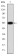 EIF2AK2 Primary Antibody MP30664 [M3A10F7]