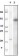 Foxp3 Primary Antibody MP20045 [M2A11G9; 2A11C2]