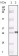 TIMP-3 Primary Antibody MP20058 [MN/A]