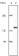 EphA2 Primary Antibody MP20071 [M1B3C7]