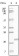 EphB4 Primary Antibody MP20073 [M5B8F7]