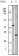 ApoM Primary Antibody MP20117 [M10C3G5]