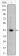 CTNNB1 Primary Antibody MP20412 [M4D5]