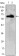 ZBTB7B Primary Antibody MP30011 [M7C12]