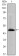 HAS1 Primary Antibody MP30080 [M3E10]