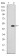 GKAP Primary Antibody MP30238 [M3G4]