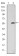 SMAD2 Primary Antibody MP30242 [M5G7]