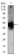 DCX Primary Antibody MP30381 [M2G5]