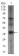 SRY Primary Antibody MP30397 [M1G4]
