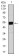 mouse Lplunc1 Primary Antibody MP30429 [M1F11E3]