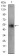 PLIN2 Primary Antibody MP30579 [M2C5H8]