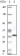 S100A6 Primary Antibody MP20054 [M7D11]