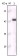 Cytokeratin 5 Primary Antibody MP20142 [M3E2F1]