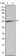 FGR Primary Antibody MP20318 [M6G2]