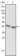 PGA5 Primary Antibody MP20396 [M2C1]