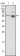 PTEN Primary Antibody MP20399 [M1B8]