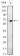EGF Primary Antibody MP20414 [M9D7F11]