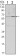 CCNB1 Primary Antibody MP30124 [M5G6]