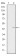 GRIA3 Primary Antibody MP30233 [M1D2]